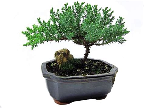 Juniper Bonsai Tree | ubicaciondepersonas.cdmx.gob.mx