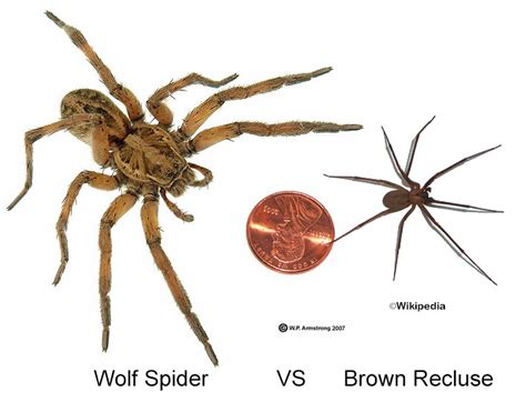 The Brown Recluse: Rampant Home Invader or Oft-Mistaken Scapegoat? | Savannah's Leading Pest and ...