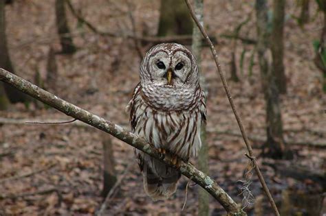 Owl Hooting at Night Meaning and Significance - Smart Sleeping Tips