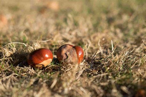 MyWaggyTails - Blog - conkers can be poisonous for your dog