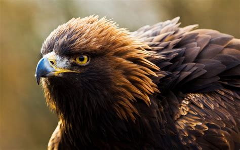 Bird of Prey Golden Eagle Photo wallpaper | 1920x1200 | #11780