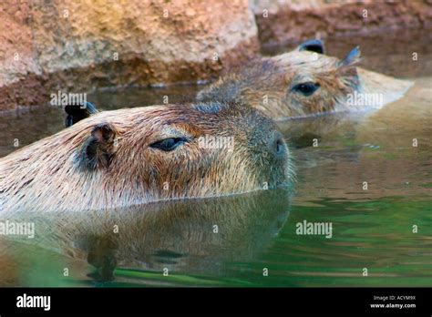 Capybara resting in water Stock Photo - Alamy