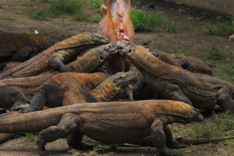 Dragon de Komodo - Nature et Zoo : le blog des parcs zoologiques