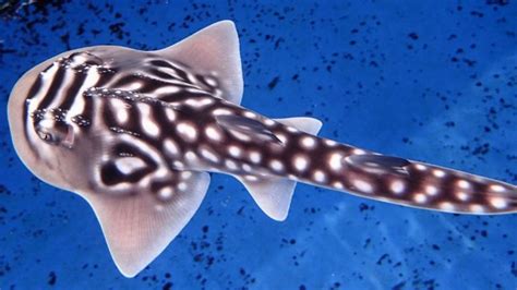 SEA Aquariums successfully breeds rare shark ray | Reef Builders | The ...