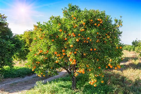 Agrumes : bons conseils pour cultiver les Citrus en pot ou en pleine terre