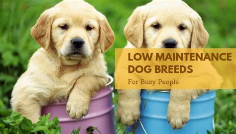 12 Low Maintenance Dog Breeds For Busy People