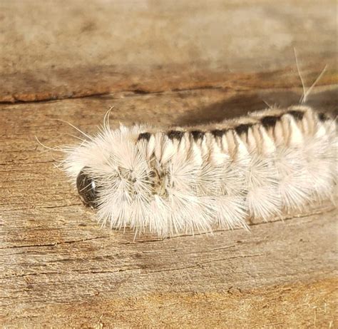 Hickory tussock caterpillar : r/wildlifephotography