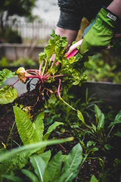 Best soil for vegetable garden: How to Prepare Perfect Mix For your Garden - Homeluxuryz