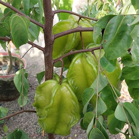 Green Star Fruit Plant at Best Price in Kolkata | Two Leaves Nursery