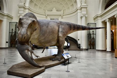 Sue the T. Rex gets life-like model to match skeleton - Chicago Sun-Times