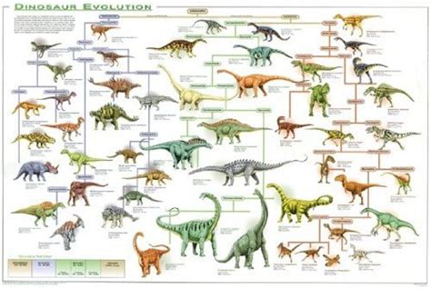 Amazon.com: Dinosaur Evolution Poster Educational Rare New 24X36: Prints: Posters & Prints