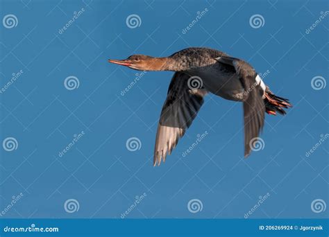 Common merganser stock photo. Image of common, closeup - 206269924