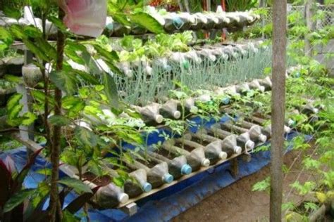 PWDs train in organic vegetable production and container gardening – The Philippine Sun