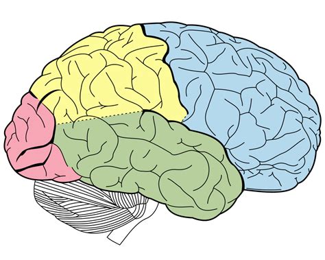 How big is the human brain? | Ask An Anthropologist