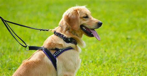 Golden Retrievers As Service Dogs (Training, Facts & Myths) – Golden Hearts