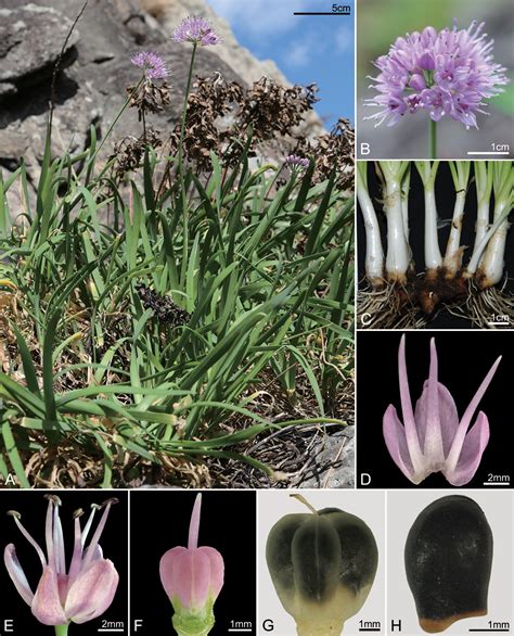 Notes on Allium section Rhizirideum (Amaryllidaceae) in South Korea and northeastern China: with ...