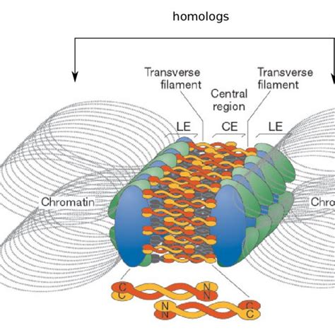 12: Genetic maps in vertebrates and invertebrates. The y-axis shows an ...