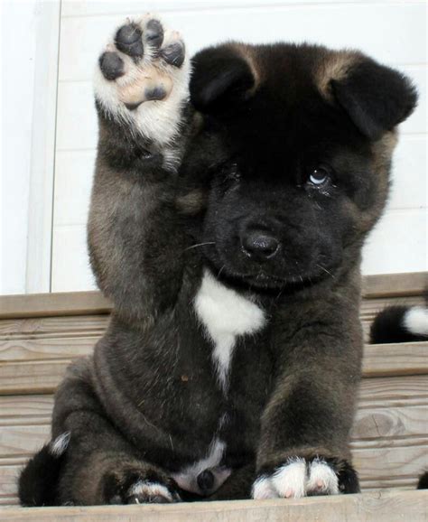 This gorgeous Akita puppy melts my heart! | Cute dogs, Akita puppies ...