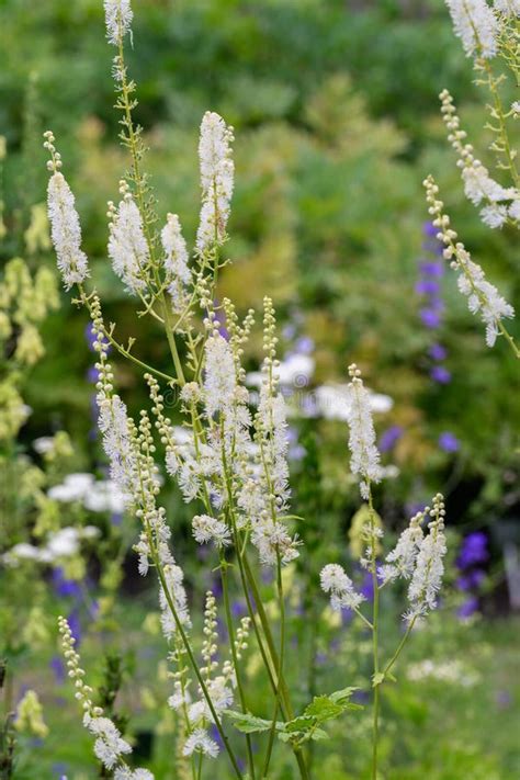 Arizona Bugbane Actaea Arizonica Racemes of Creamy-white Flowers in a ...