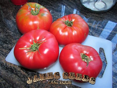 Cuostralee French Heirloom Tomato - Jake's Seeds