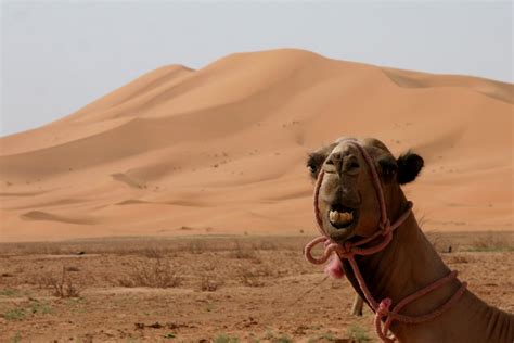 Carpeting Sahara with wind and solar farms could make it rain - Ars Technica