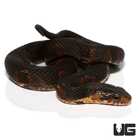 Baby Broad Banded Water Snake For Sale - Underground Reptiles