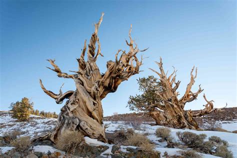 Bristlecone Pine Tree: Care and Growing Guide