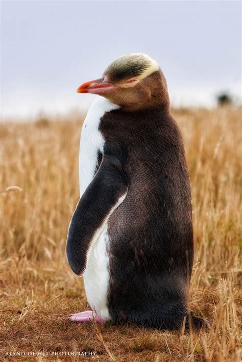 Yellow eyed penguin | Penguins, Pet birds, Cute penguins