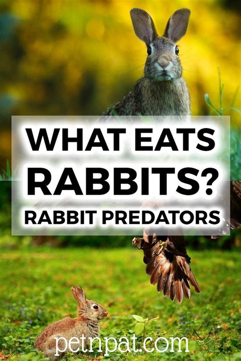 What Eats Rabbits? The 9 WORST Rabbit Predators And Hunters In 2023 ...