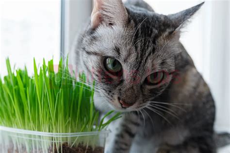 Catnip (Nepeta cataria) - What Is It and Its Effects on Cats