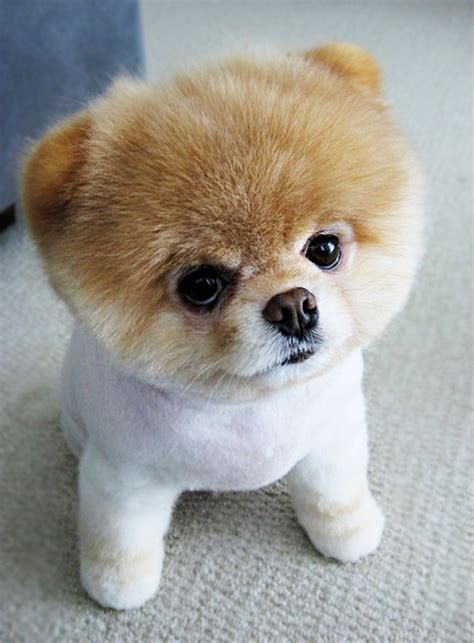 Puppooly is a little cute puppy :) find more: http://www.imaddictedtoyou.com/ | Cute Puppy ...