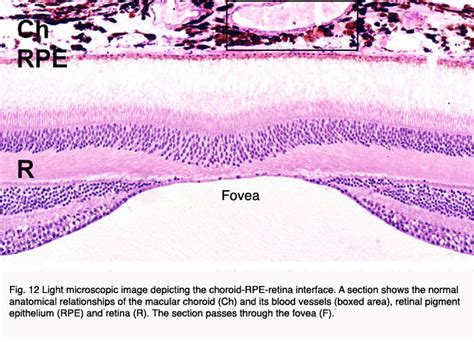 Macula Lutea Histology