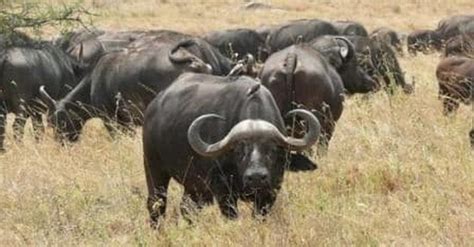 Cape Buffalo - Wildlife Facts