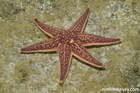 Asterias amurensis - Northern Pacific Seastar | ReefLifeSurvey.com