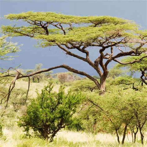 Seeds of Umbrella Thorn - ACACIA TORTILIS - The Original Garden