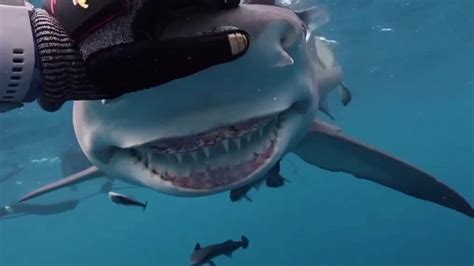 'Snooty' the shark flashes razor sharp smile off Florida coast | Fox News