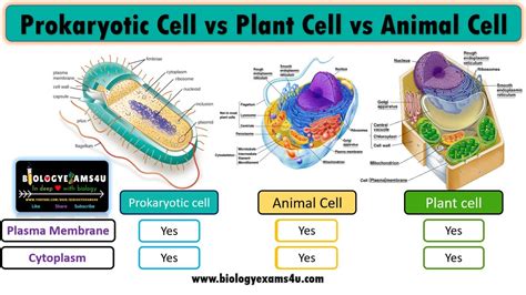 Top 136 + Difference between plant cell and animal cell - Inoticia.net