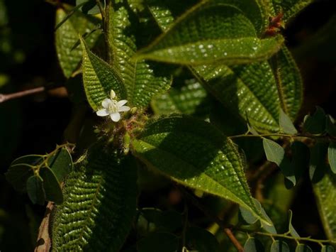 Clidemia hirta | Plant leaves, Plants, Grass