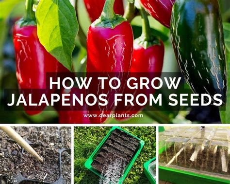 How to grow jalapenos from seeds - Dear Plants