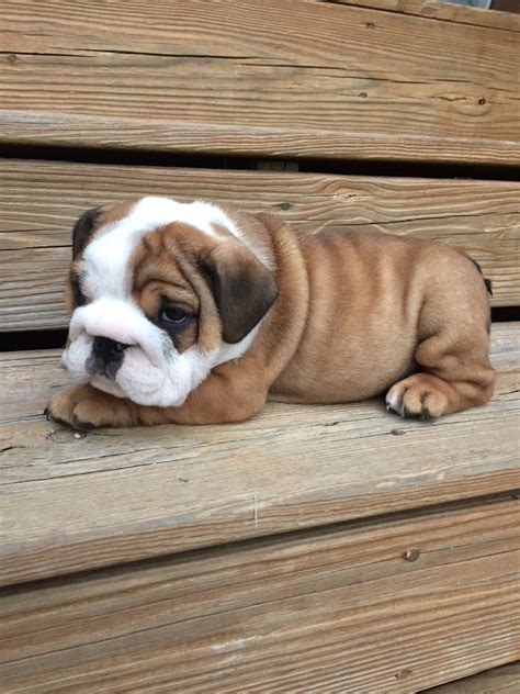 English Bulldog Puppies For Sale | Athens, GA #250143