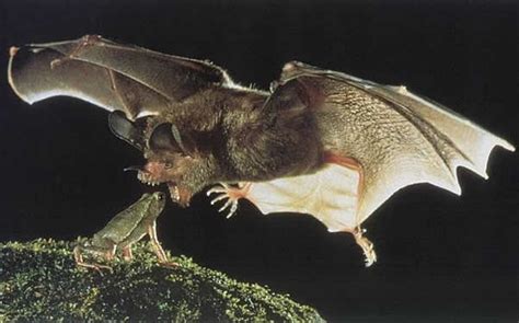 Vampire Bat - True Wildlife Creatures