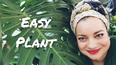 FAST TALK EASY PLANTS - Monstera Deliciosa - YouTube