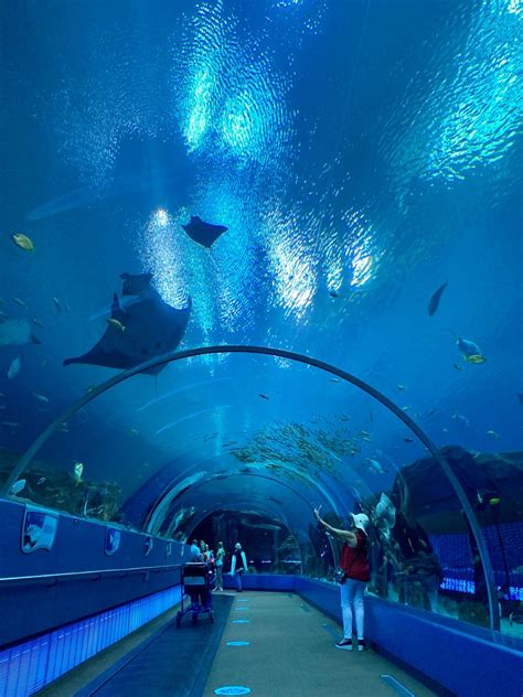 Georgia aquarium tunnel – Artofit