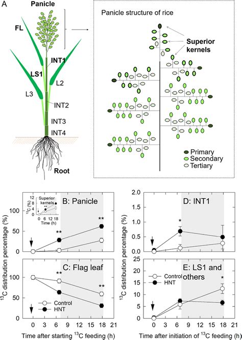 (A) Diagram of rice plant (left) and rice panicle structure (right ...