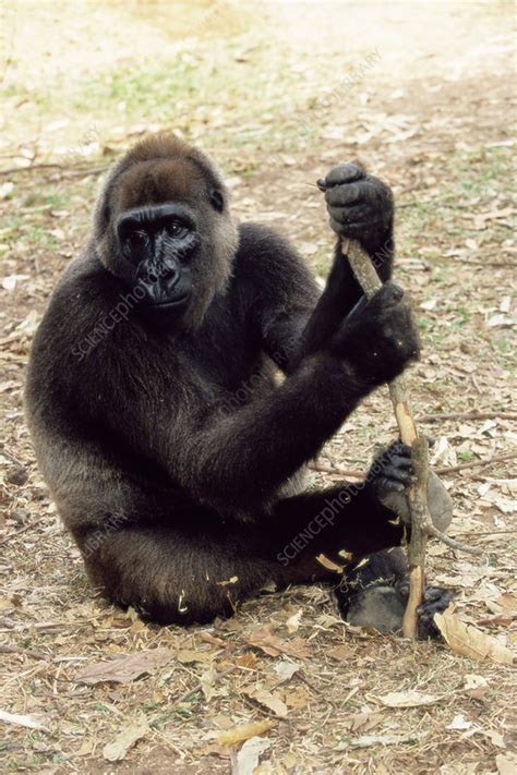 Cross river gorilla - Stock Image - Z912/0123 - Science Photo Library