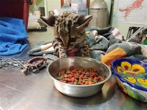 Wild animals should not be pets; captive Margay rescued and turned in to Saga - The San Pedro Sun