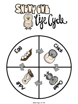 Snowy Owl Life Cycle Wheel and Poster Set by Sarah Tighe | TPT