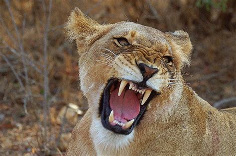 Lion roar | Wild cats, Animals beautiful, Beautiful cats