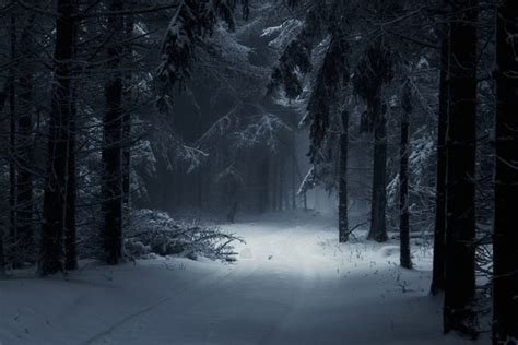 3,852,686 Bosque Con Nieve Images, Stock Photos, 3D objects, & Vectors ...