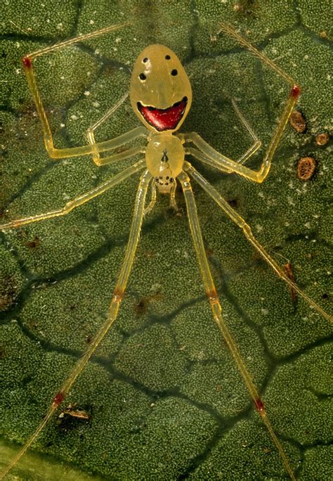 'Happy Face' spider gives a positive spin to the much-feared world of ...